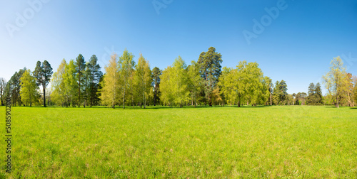 Fototapeta Naklejka Na Ścianę i Meble -  Green trees in spring park forest with green leaves, green grass and blue sky