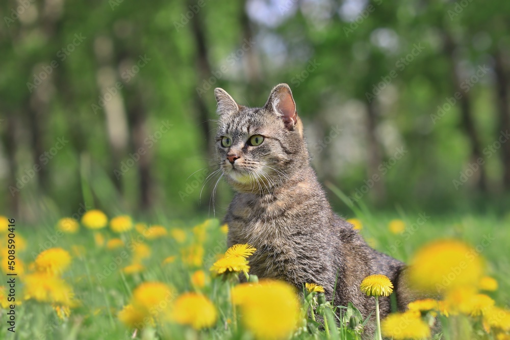 Beautiful tabby cat sitting in a flowering meadow.