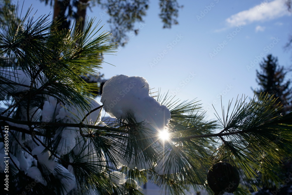 Schnee auf Kiefernast im Gegenlicht