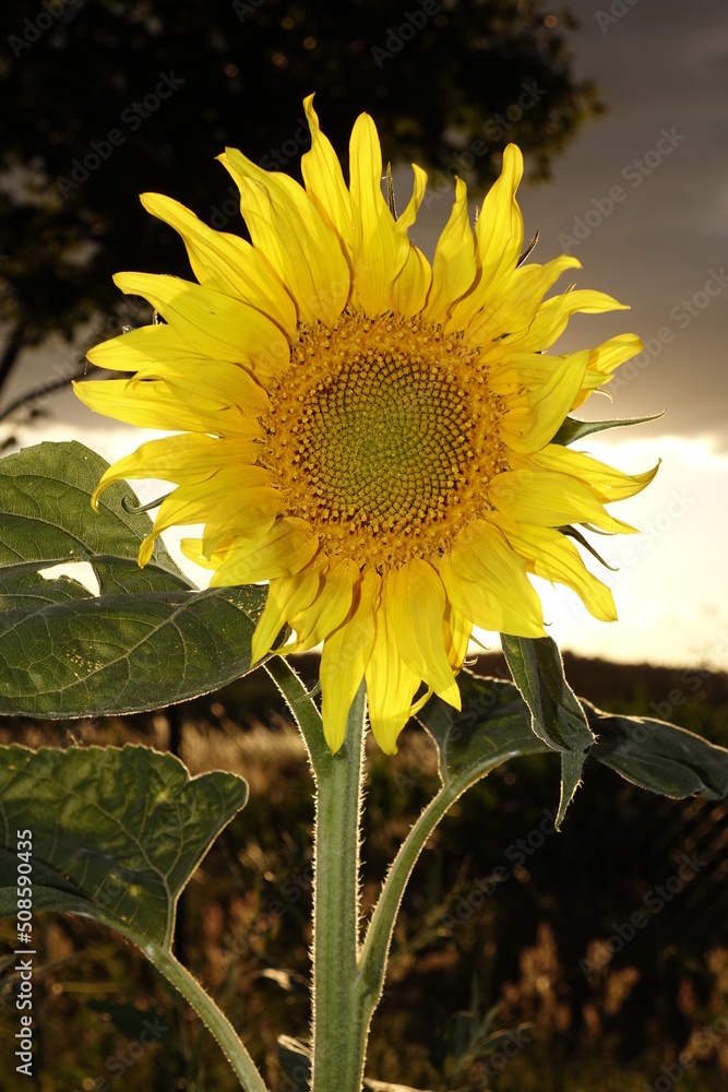 Sonnenblume am Feldrand bei Sonnenuntergang