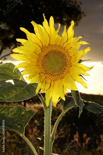 Obraz na płótnie Sonnenblume am Feldrand bei Sonnenuntergang w salonie