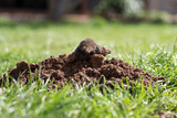 A small black mole shows up from its hole in a green grass