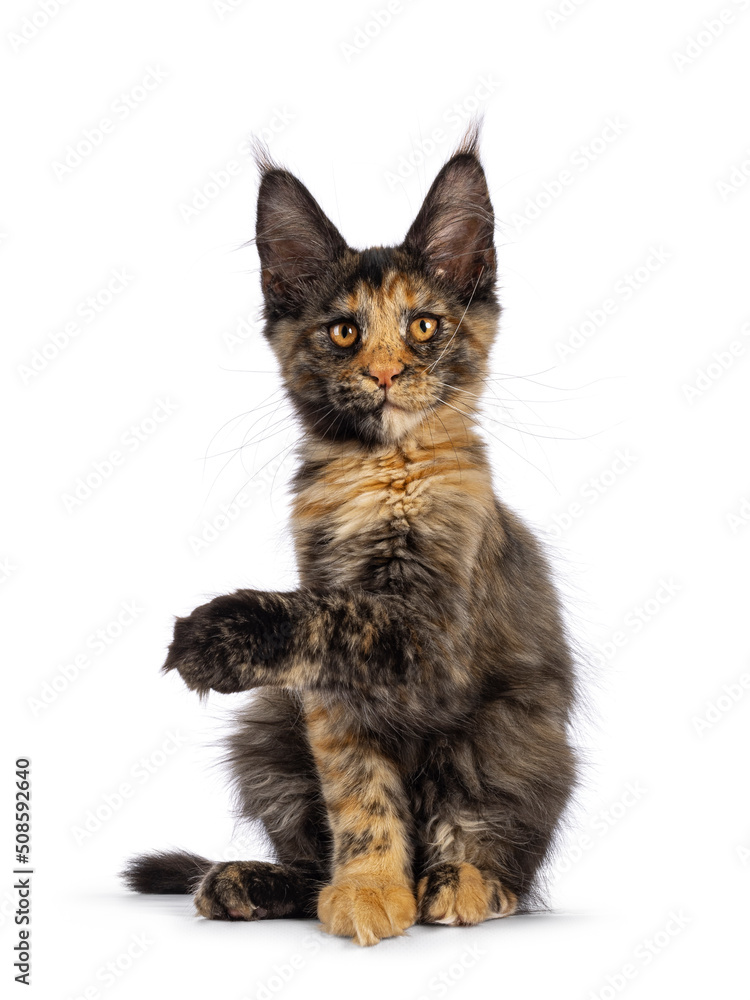 Impressive tortie Maine Coon cat kitten, sitting up facing front . Looking towards camera with fantastic head and eyes. Isolated on a white background. One paw up pointing to the side.