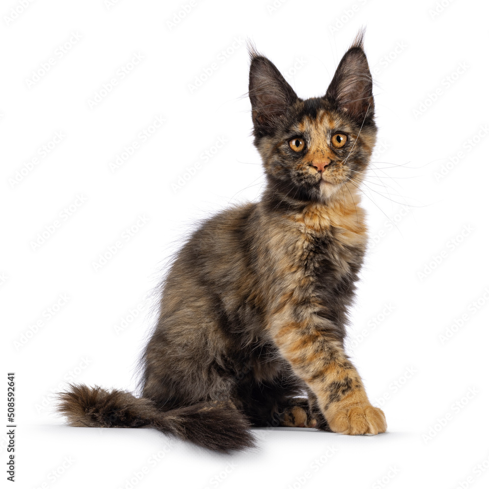 Impressive tortie Maine Coon cat kitten, sitting side ways. Looking towards camera with fantastic head and eyes. Isolated on a white background.