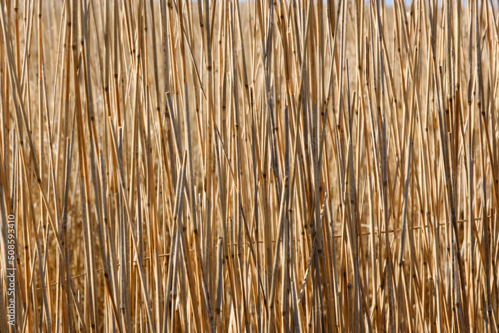 Schilfrohr, Phragmites, Niedersachsen, Deutschland, Europa Schilfrohr, Phragmites, Niedersachsen, Deutschland, Europa