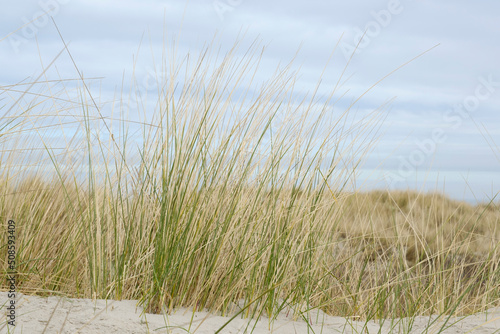 Strandhafer in den Sanddünen, Ostfriesland, Nordsee, Niedersachsen, Deutschland, Europa