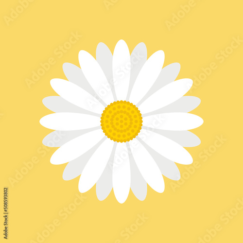 Fényképezés White daisy flower isolated on yellow background