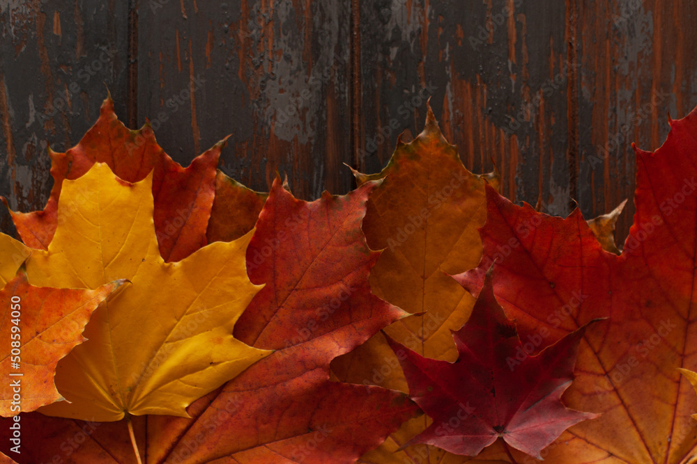 Autumn leaves on rustic wooden background. Flat lay, top view, copy space. Autumn concept. Autumn leaves on rustic wooden background. Flat lay, top view, copy space. Autumn concept.