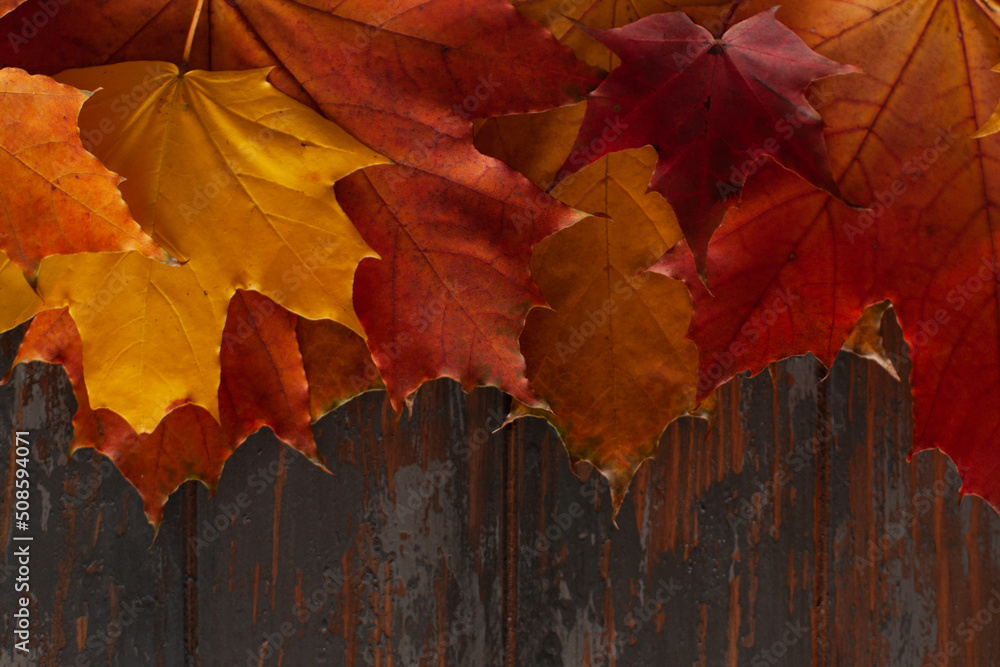Autumn leaves on rustic wooden background. Flat lay, top view, copy space. Autumn concept.