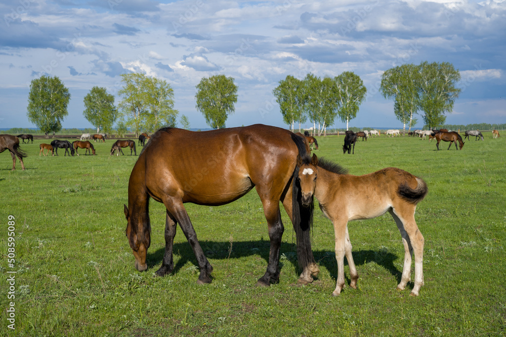 Summer landscape with horses grazing on a green meadow. In the foreground is a mare with a foal. Very beautiful cloudy sky.