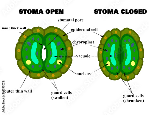 Leaf anatomy or diagram.Stomatal complex.Opening and closing of stomata diagram.Stoma structure.Green leaf.Plant concept.infographic for biology or science.Vector illustration.
