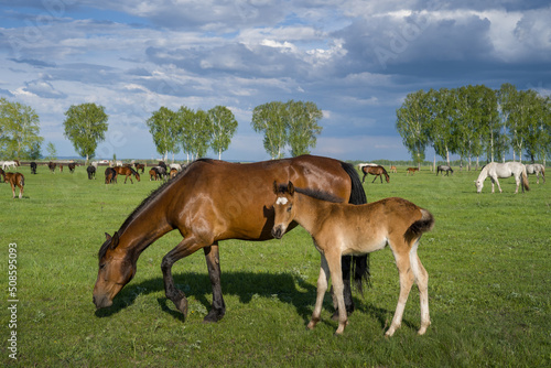 Summer landscape with horses grazing on a green meadow. In the foreground is a mare with a foal. Very beautiful cloudy sky.