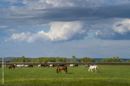 Summer landscape with horses grazing on a green meadow. Very beautiful cloudy sky.