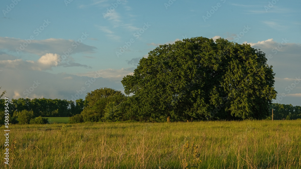 Landscape with round tree and blue sky. 