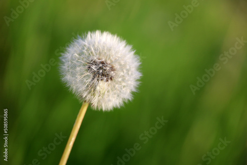 Dandelion seed head on the green meadow  selective focus. White fluffy dandelion in summer nature