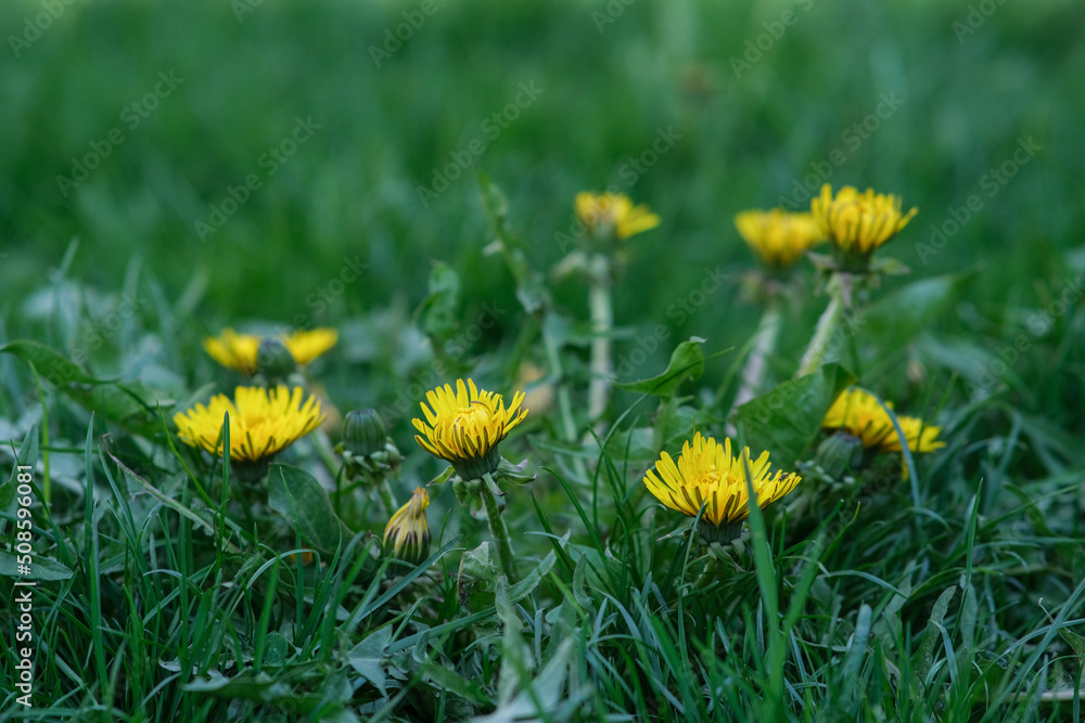 Yellow taraxacum. Spring season with taraxacum. Yellow taraxacum. Spring season with taraxacum.
