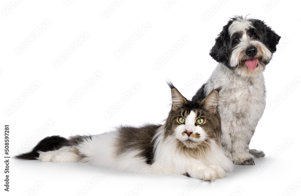 Cute little mixed breed Boomer dog, sitting up behind laying down Maine Coon cat. Looking towards camera with friendly face. Isolated on white background.