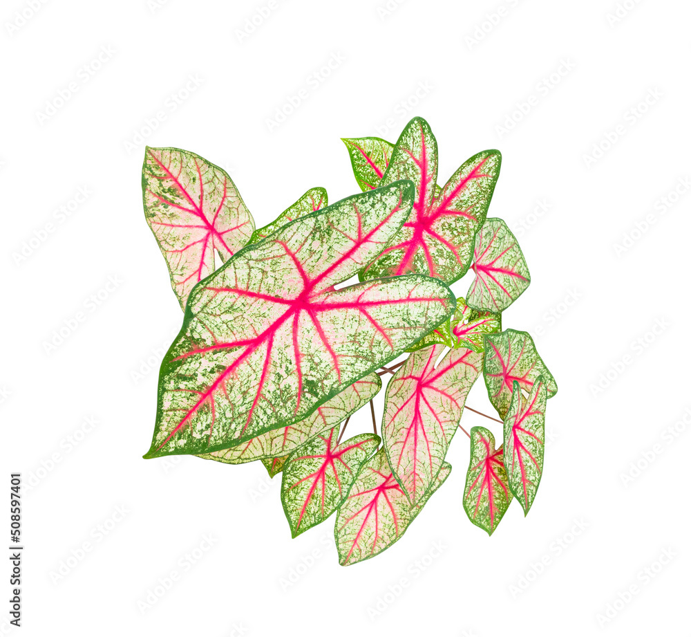 Caladium bicolor leaf plant Colorful beautiful isolated on white background