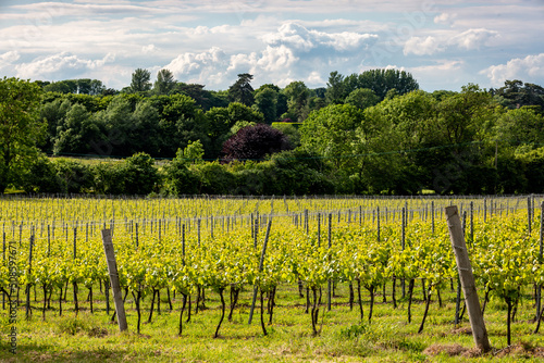 Rows of vines in a vineyard in the English countryside