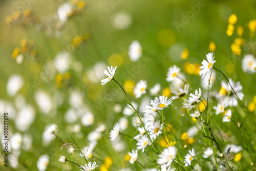 Fototapeta Naklejka Na Ścianę i Meble -  Wildflowers growing in springtime, with a shallow depth of field
