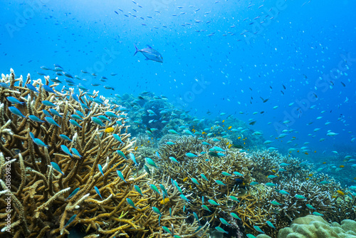 Fototapeta Naklejka Na Ścianę i Meble -  Beautiful underwater corals of the Andaman Sea in Thailand.