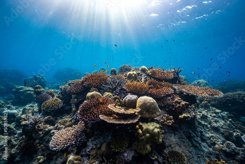 Fototapeta Naklejka Na Ścianę i Meble -  Beautiful underwater corals of the Andaman Sea in Thailand.