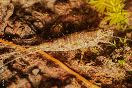 Rock Bristletails Family Meinertellidae