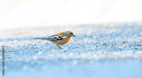 Rotkehlchen Auf Der Suche Nach Futter