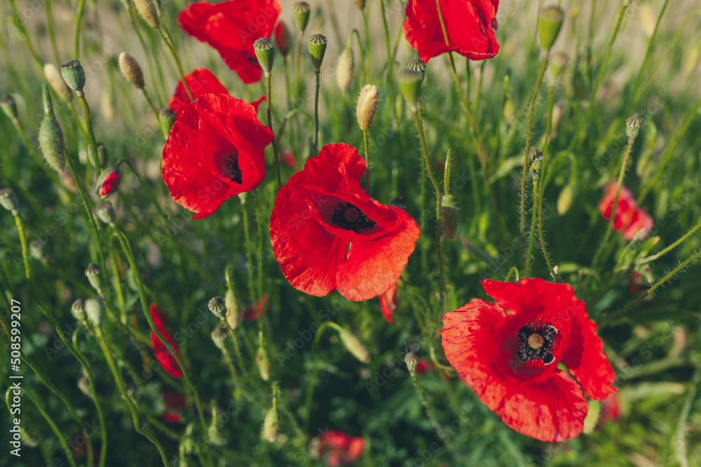 Red poppies in tall green grass, close up Red poppies in tall green grass, close up