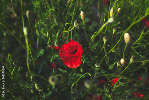 Red poppy in tall green grass, close up