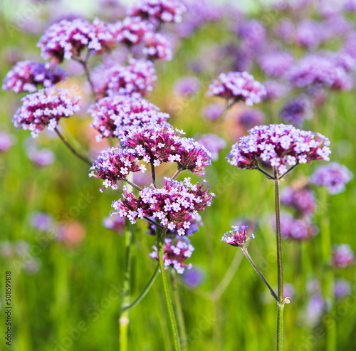 Flowers. Verbena bonariensis in sunny day, close up