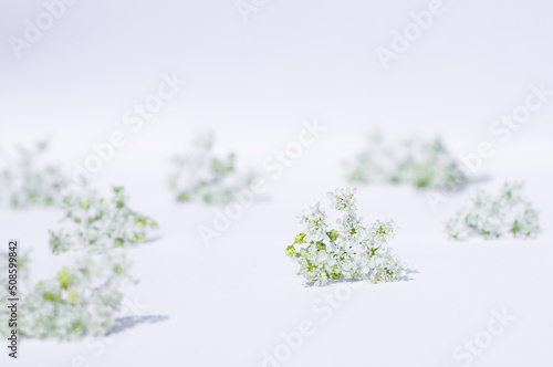 Anise blossom on a light background © Nataliia 