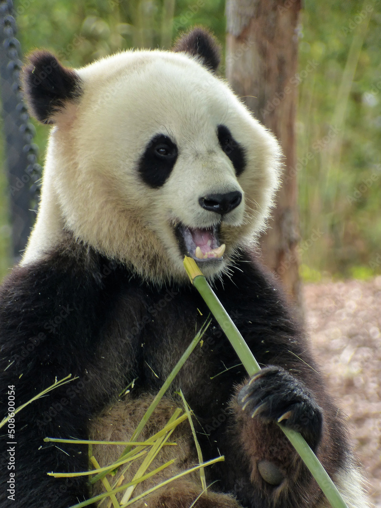 Fototapeta premium Pairi Daiza Zoo, Belgium - September 2018 : View of The Giant Panda