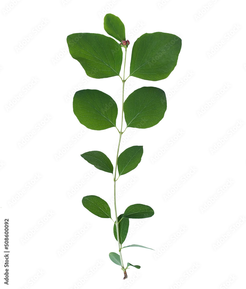 Branch with round green leaves and small pink buds on a white background