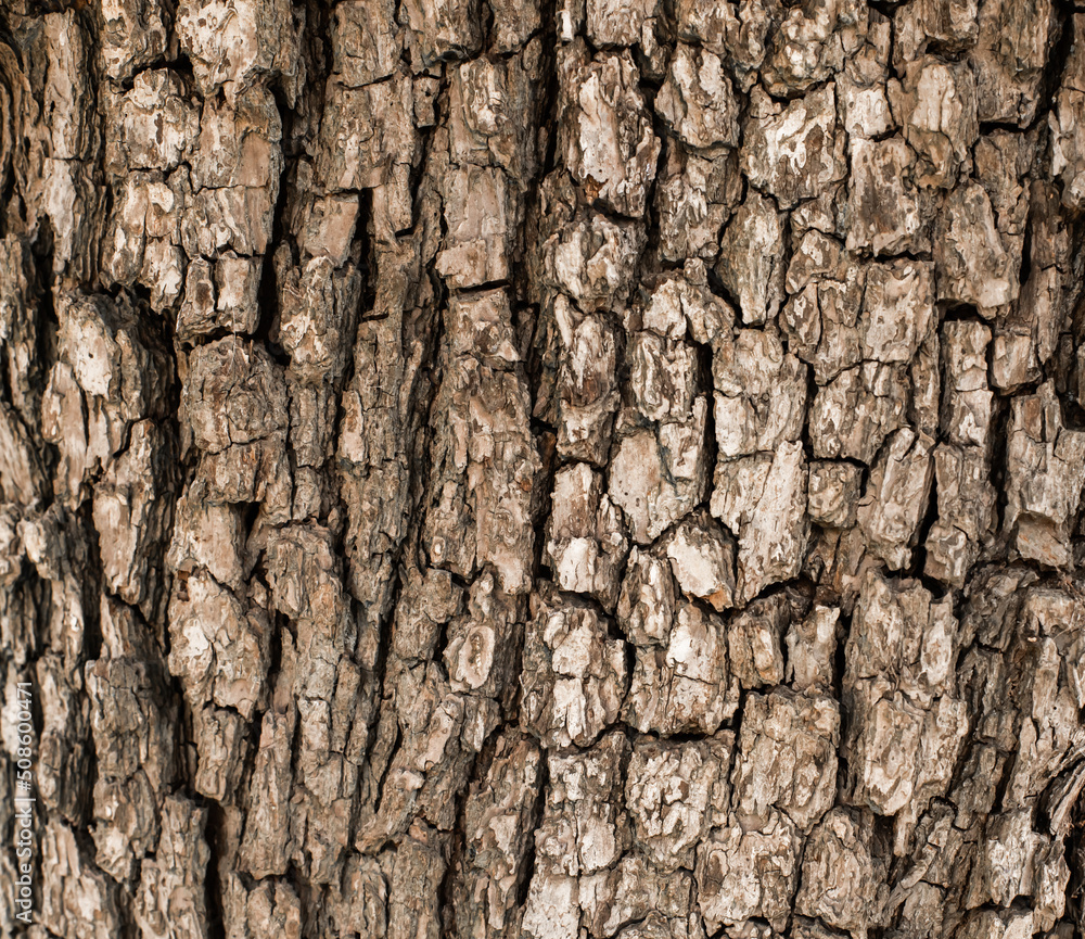 Natural background bark of an old tree Natural background bark of an old tree