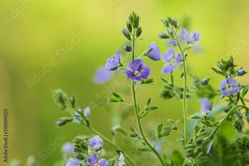 Closeup on the brlliant blue flowers of germander speedwell  Veronica chamaedrys. Wild herb
