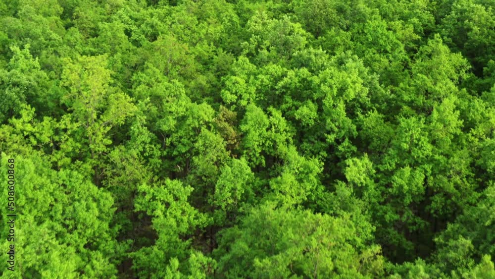 Lush branches and bright green leaves on treetops in forest on sunny summer day. High trees grow in wild area. Dense vegetation aerial view Lush branches and bright green leaves on treetops in forest on sunny summer day. High trees grow in wild area. Dense vegetation aerial view