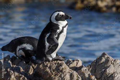 African penguin, Cape penguin or South African penuguin (Spheniscus demersus) at Stony Point on the Whale Coast, Betty's Bay (Bettys Bay), Overberg, Western Cape, South Africa