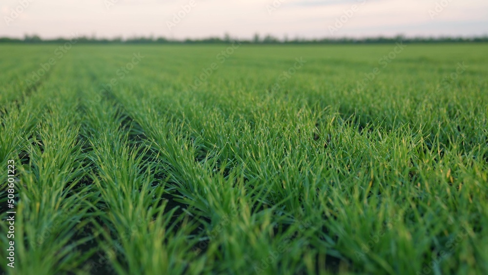 Obraz premium ears of green wheat on the field sunset. wheat agriculture harvesting agribusiness concept. walk in large wheat field. large harvest lifestyle of wheat in summer on landscape the field