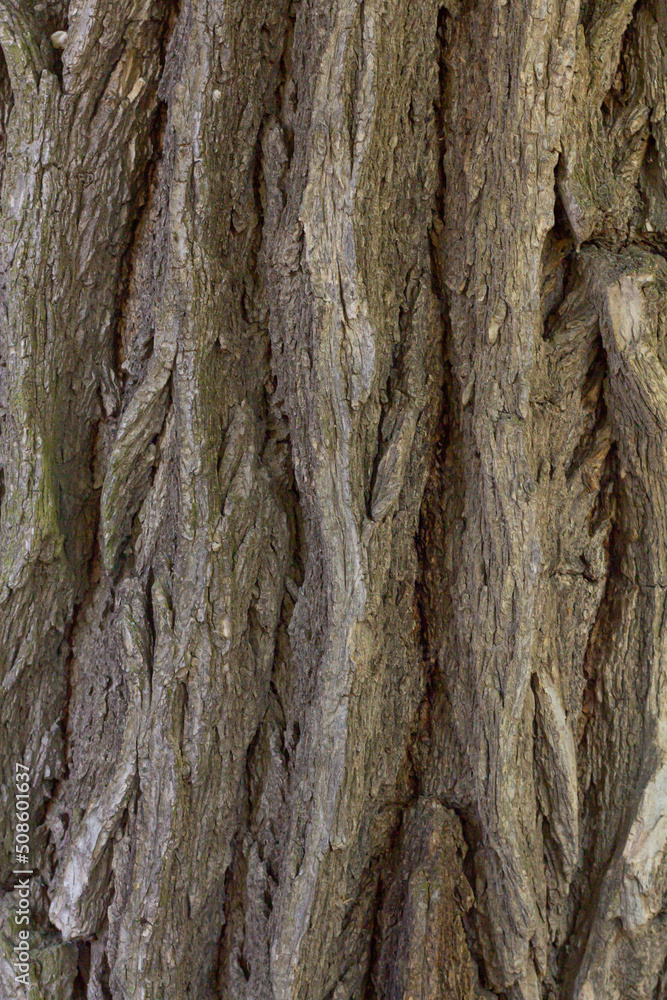 Texture of acacia bark. Tree bark background. Texture of acacia bark. Tree bark background.