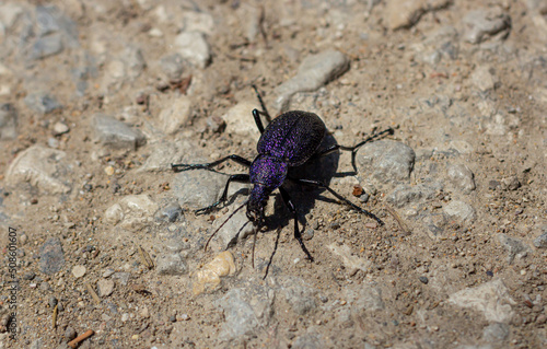 Wallpaper Mural Carabus scabrosus caucasicus, common name huge violet ground beetle, is a species of predatory beetle, feeding on terrestrial molluscs - mainly land snail. Torontodigital.ca