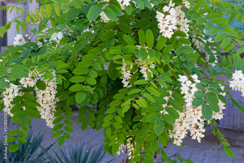 blooming acacia white warm sunny day, beautiful background, close-up