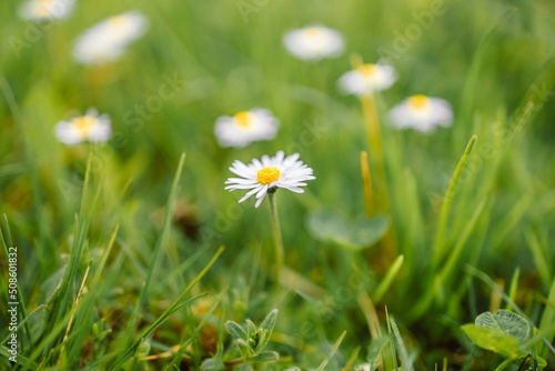 Chamomile or daisy white flower bush in full bloom on a background of green leaves and grass on the field on a summer day. banner.