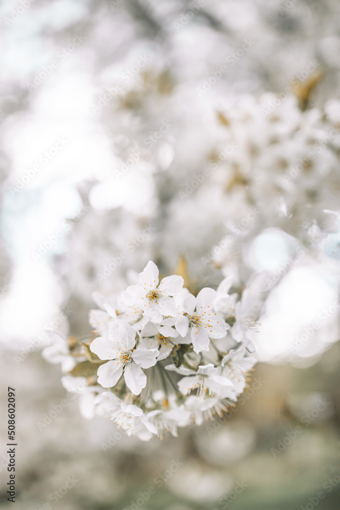 Springtime flowering branches and a bee with copy space banner Springtime flowering branches and a bee with copy space banner