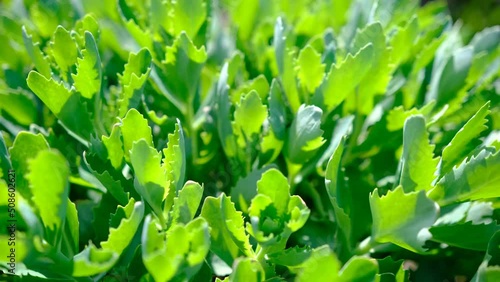 Stonecrop green sedum hybridum immergrunchen flowe photo