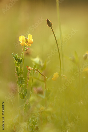 Hornklee
 photo