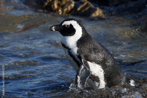African penguin, Cape penguin or South African penuguin (Spheniscus demersus) at Stony Point on the Whale Coast, Betty's Bay (Bettys Bay), Overberg,  Western Cape, South Africa