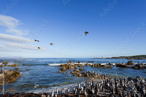 African penguin, Cape penguin or South African penuguin (Spheniscus demersus) colony at Stony Point on the Whale Coast, Betty's Bay (Bettys Bay), Overberg, Western Cape, South Africa