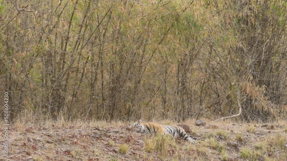 full or medium shot of wild male bengal tiger resting or sleeping in shade in scorching hot summer season at bandhavgarh national park or tiger reserve madhya pradesh india - panthera tigris tigris full or medium shot of wild male bengal tiger resting or sleeping in shade in scorching hot summer season at bandhavgarh national park or tiger reserve madhya pradesh india - panthera tigris tigris