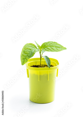 Young baby green pepper crop in small green pot isolated on white